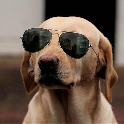 Thecryptodog